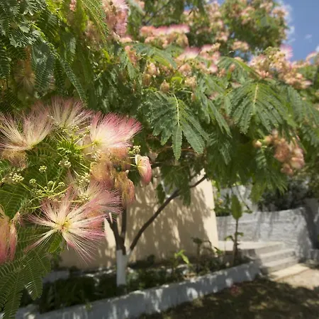 Summer Dream 2* Vlachata