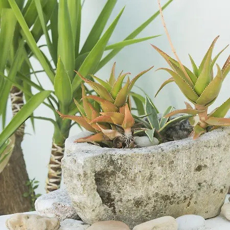 Summer Dream Aparthotel 2*